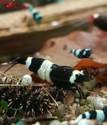 Taiwan Panda